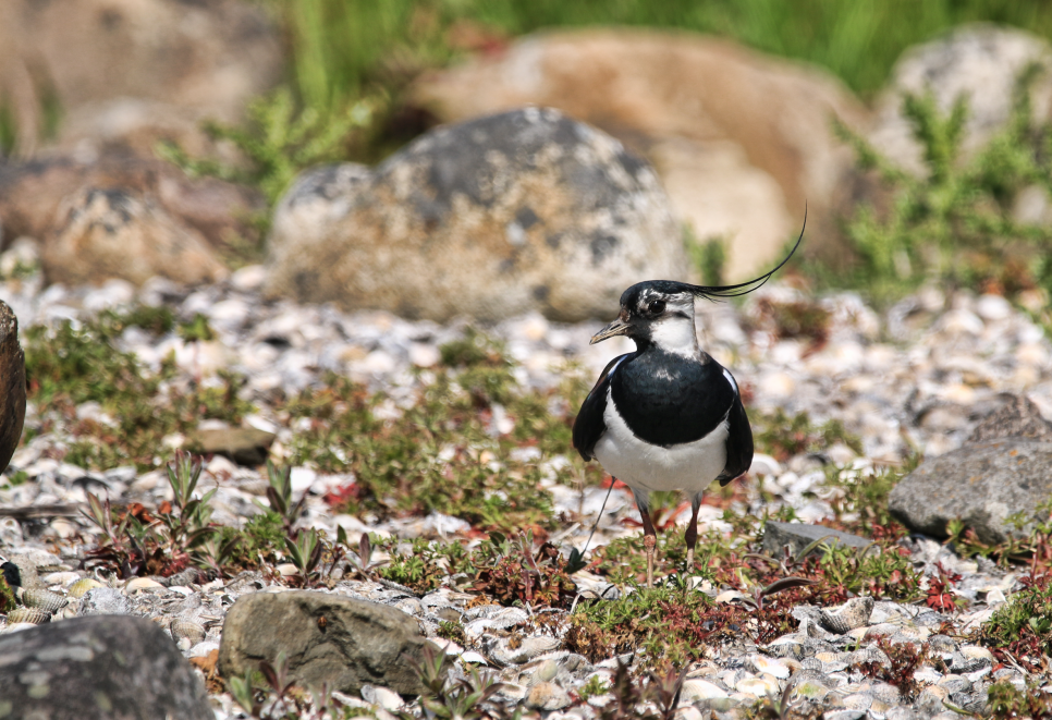 Recent Sightings 5th -11th March